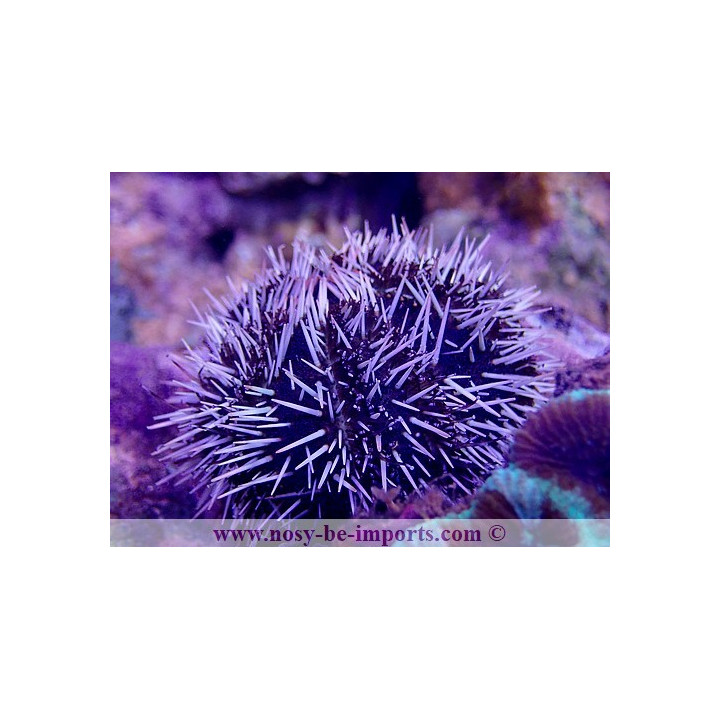 Tripneustes ventricosus