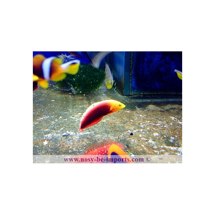 Halichoeres iridis