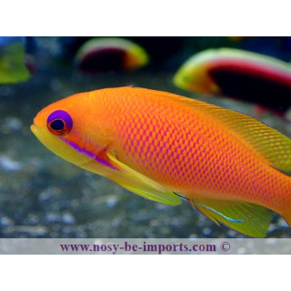 Pseudanthias squamipinnis