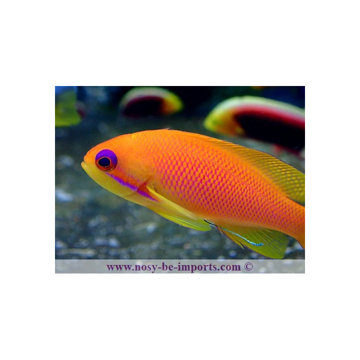 Pseudanthias squamipinnis