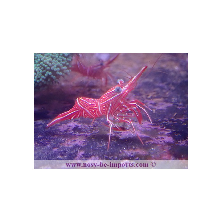 Rhynchocinetes urutai