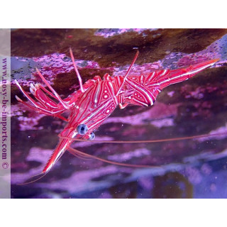 Rhynchocinetes urutai