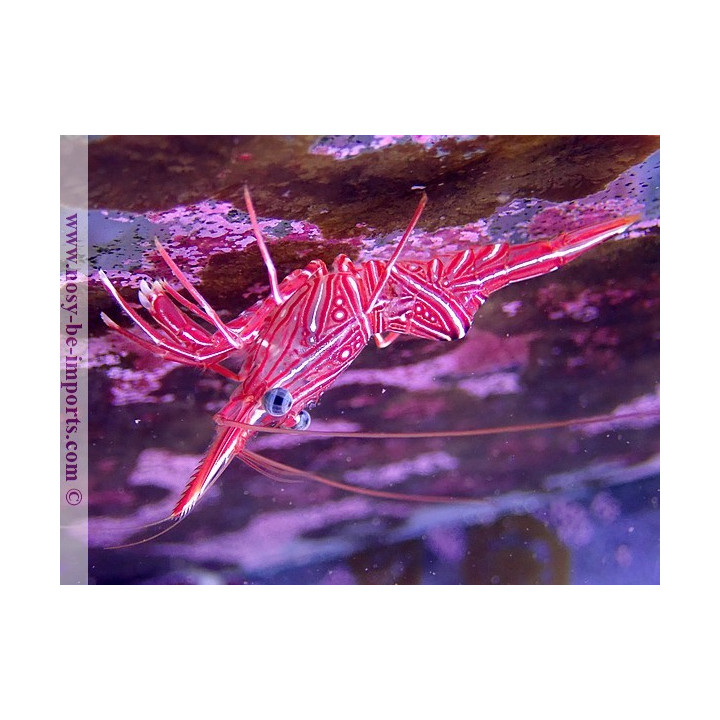 Rhynchocinetes urutai