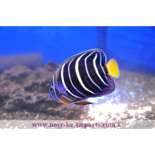 Pomacanthus chrysurus