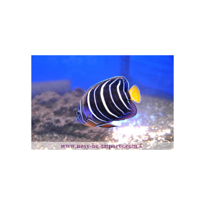 Pomacanthus chrysurus