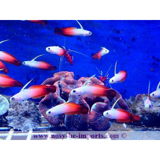 Nemateleotris magnifica
