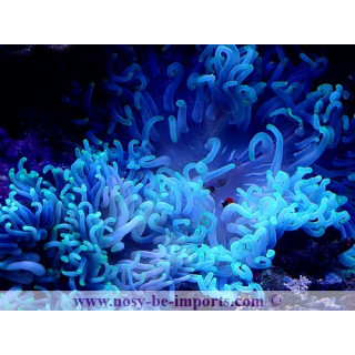 Macrodactyla doreensis bleue