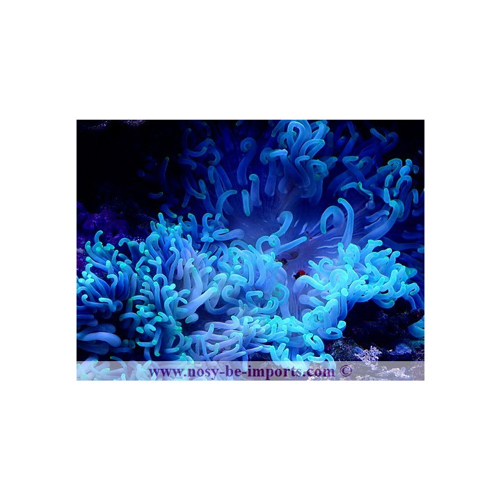 Macrodactyla doreensis bleue