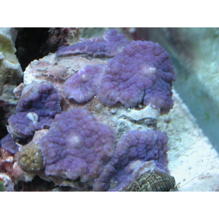 Discosoma spec. Blue