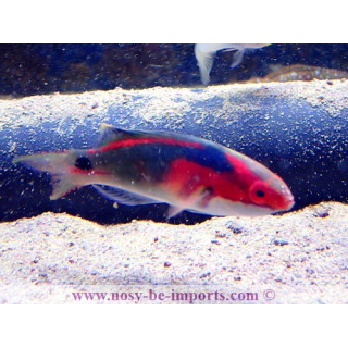Cirrhilabrus exquisitus - labre - aquarium sur mesure