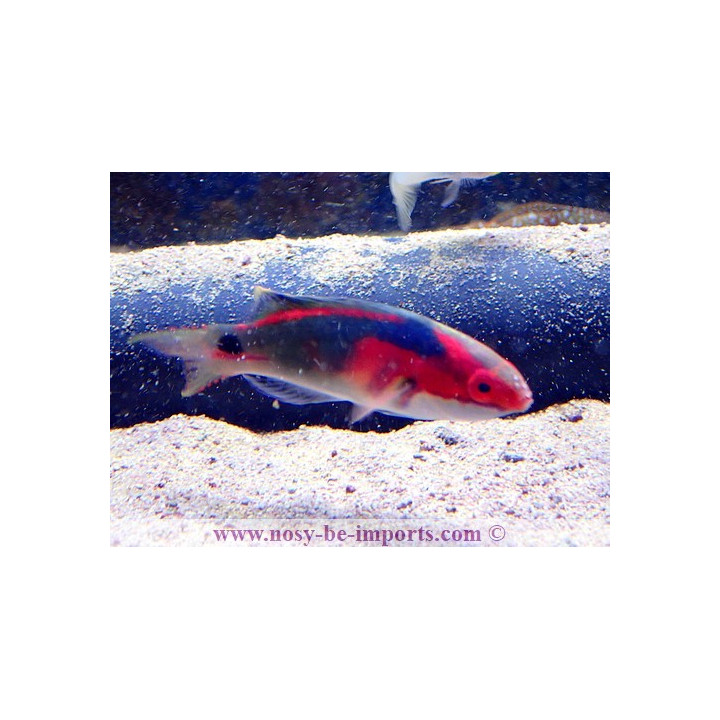 Cirrhilabrus exquisitus - labre - aquarium sur mesure