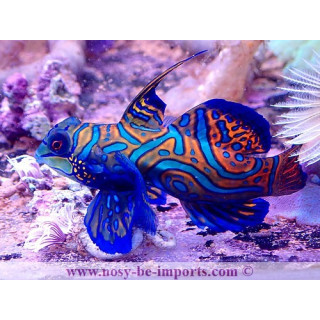 Synchiropus splendidus 
