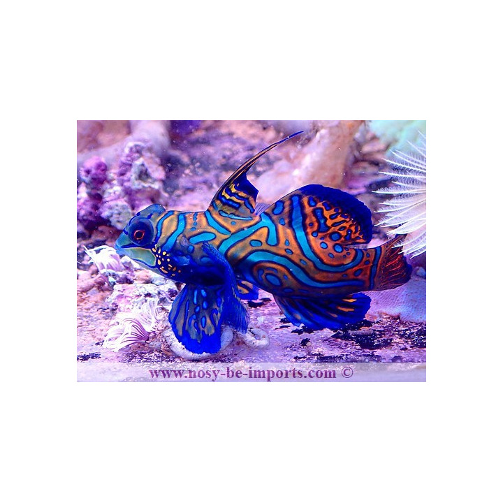 Synchiropus splendidus 