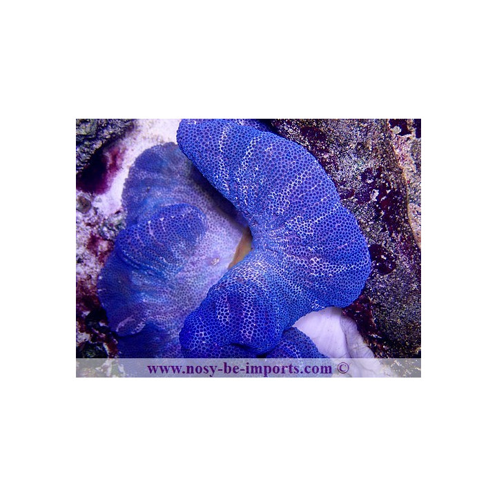 Stichodactyla gigantea bleue - anémone - aquarium sur mesure