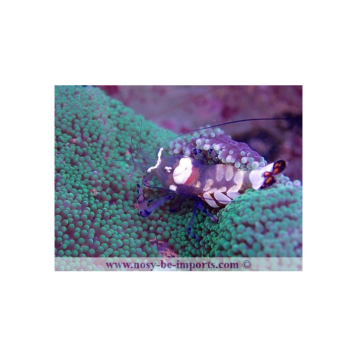Periclimenes brevicarpalis - Ancylocaris brevicarpalis 