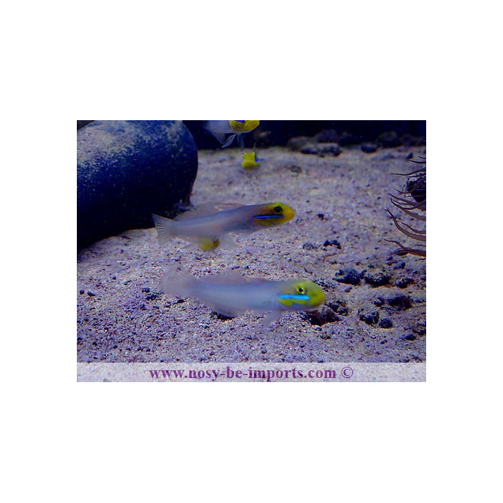 Valenciennea strigata