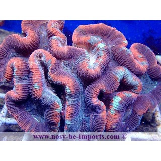 Trachyphyllia sp. Rouge Premium XXL WYSIWYG