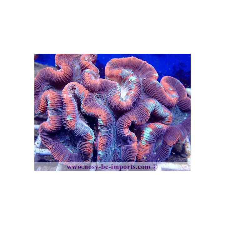Trachyphyllia sp. Rouge Premium XXL WYSIWYG