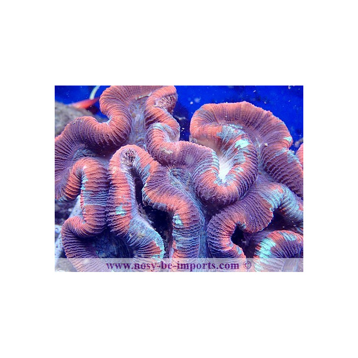 Trachyphyllia sp. Rouge Premium XXL WYSIWYG