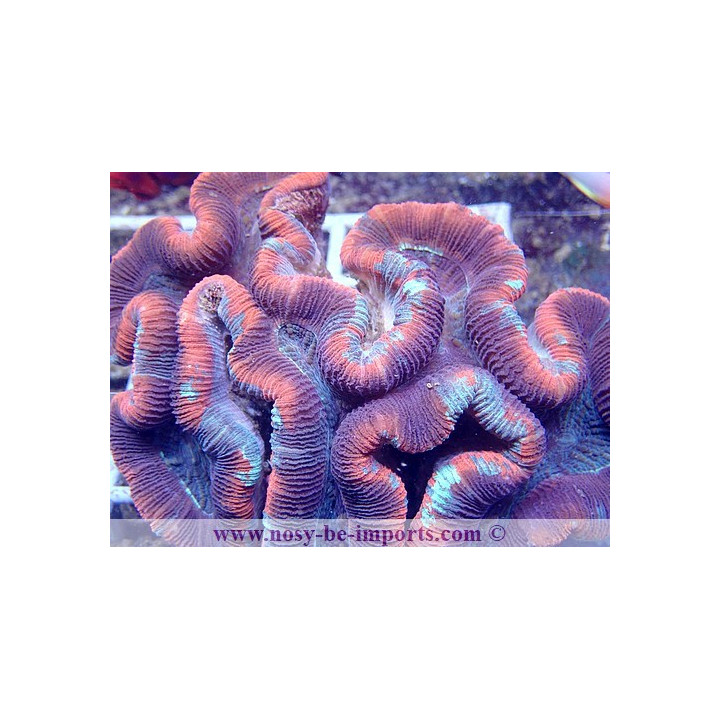 Trachyphyllia sp. Rouge Premium XXL WYSIWYG