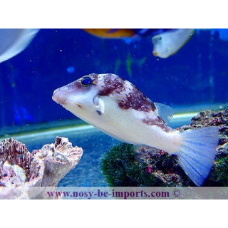 Canthigaster axiologus