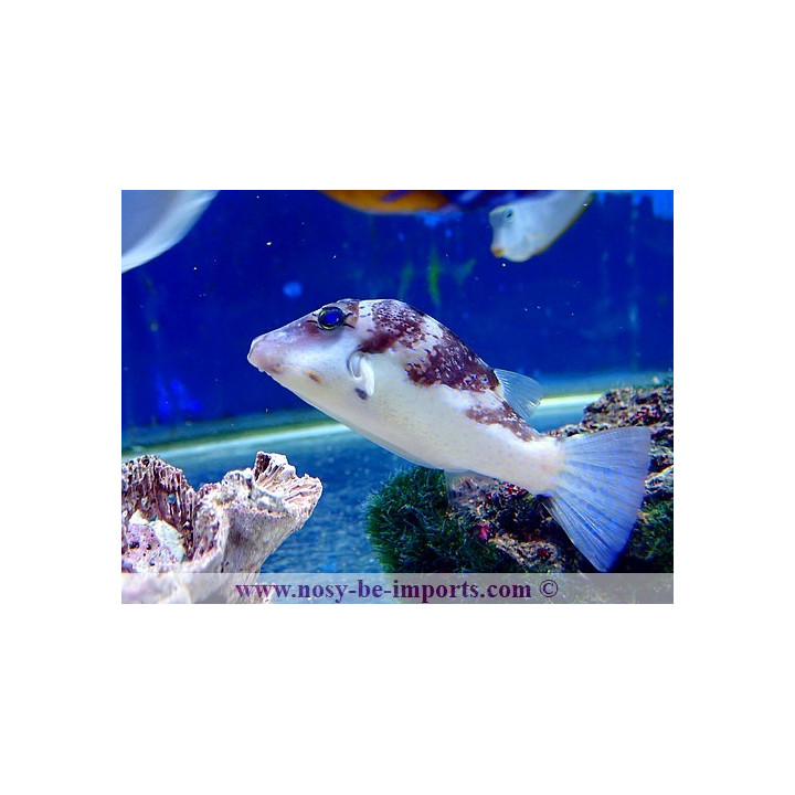 Canthigaster axiologus