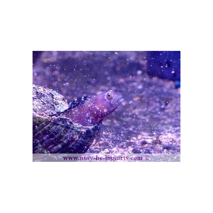 Emblemaria pandionis