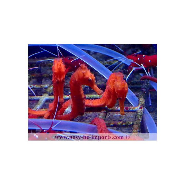 Hippocampus reidi rouge elevage