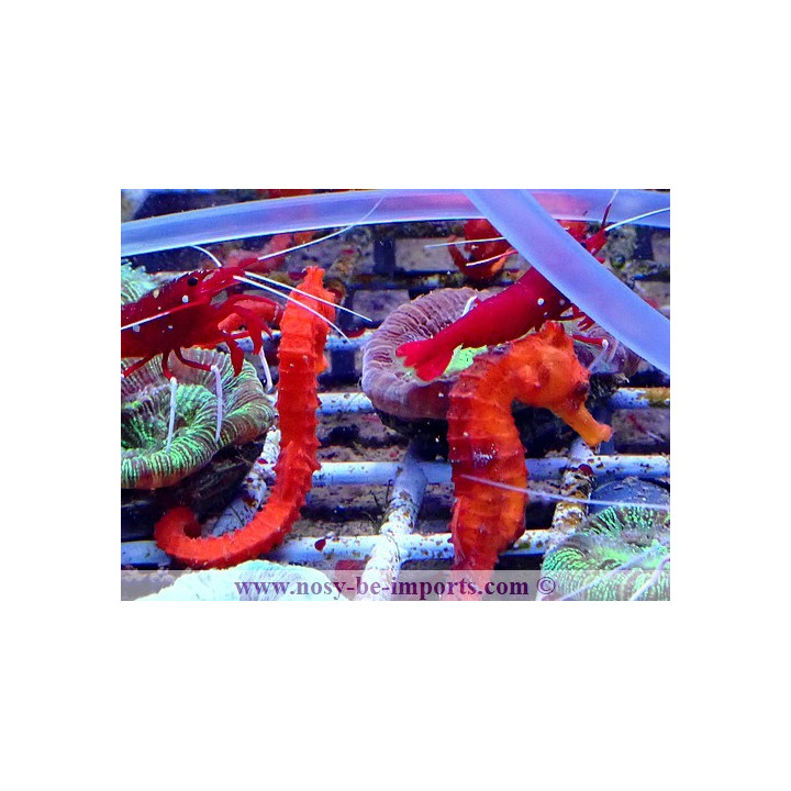Hippocampus reidi rouge elevage