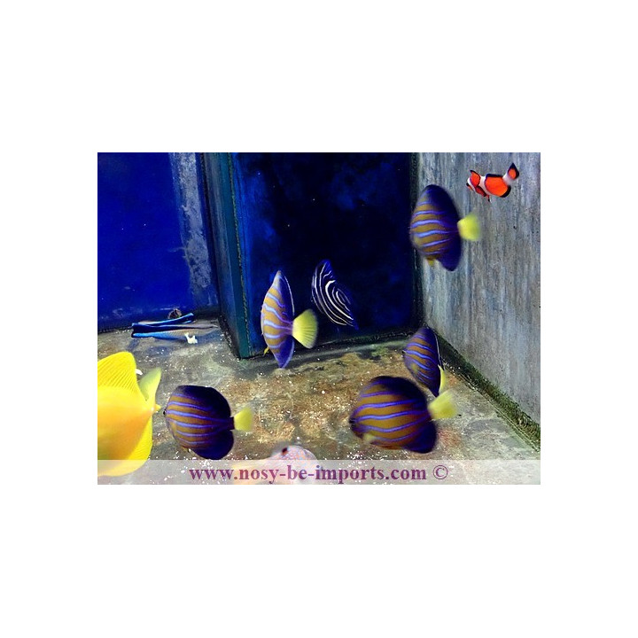 Chaetodontoplus septentrionalis ELEVAGE