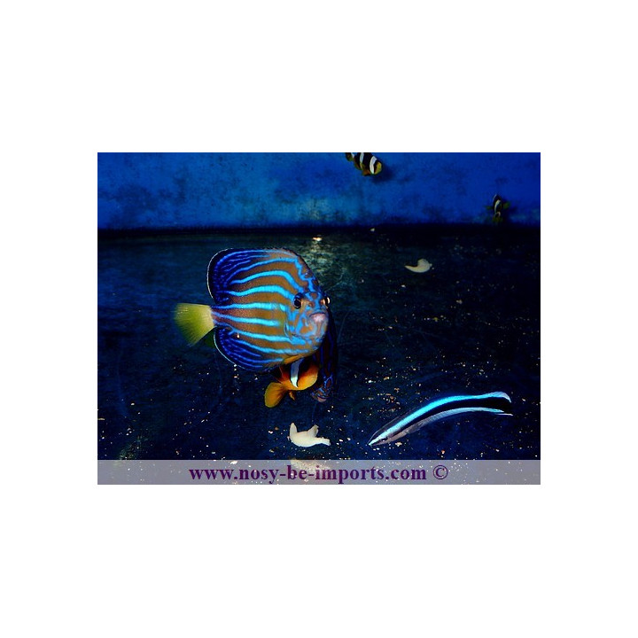 Chaetodontoplus septentrionalis ELEVAGE