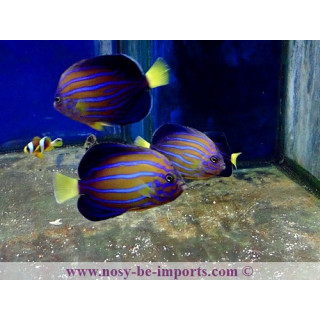 Chaetodontoplus septentrionalis ELEVAGE