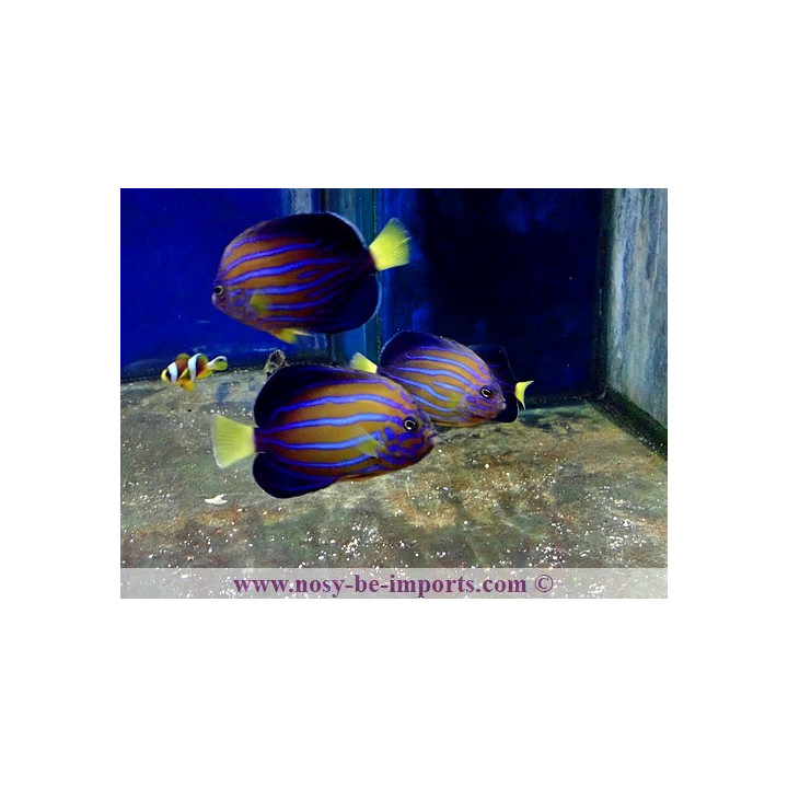 Chaetodontoplus septentrionalis ELEVAGE