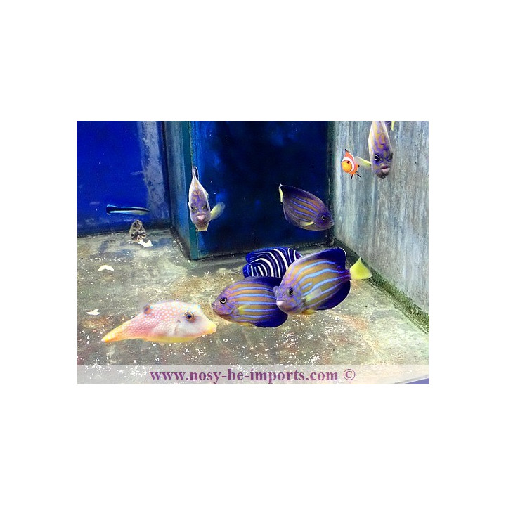 Chaetodontoplus septentrionalis ELEVAGE