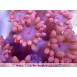 Goniopora sp. rouge Australie