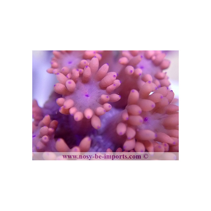Goniopora sp. rouge Australie
