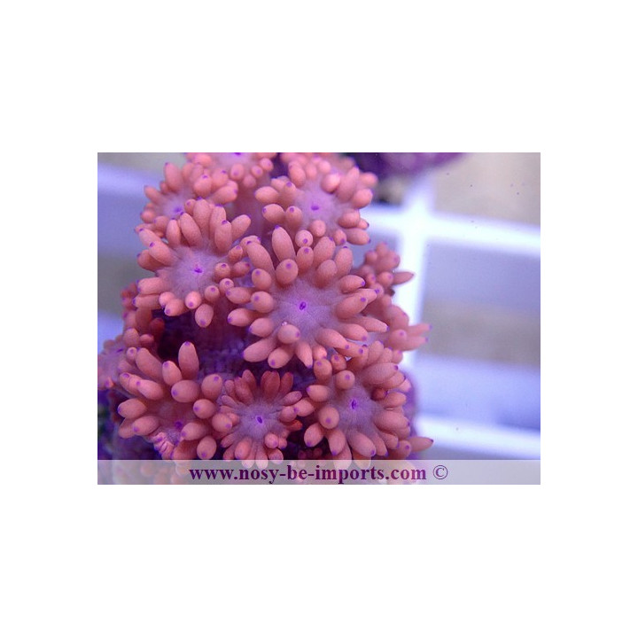 Goniopora sp. rouge Australie