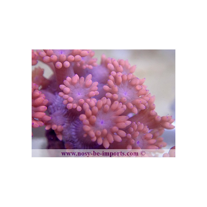 Goniopora sp. rouge Australie