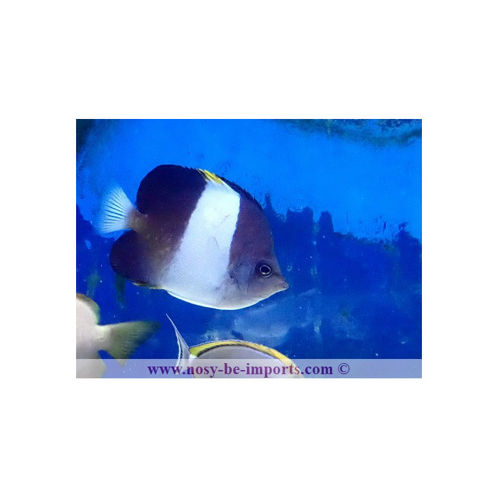 Hemitaurichthys zoster