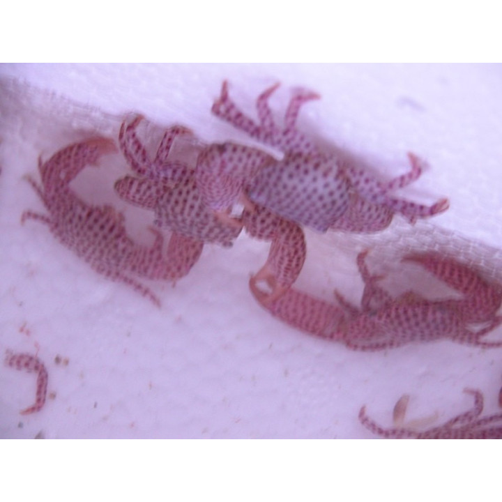 Trapezia rufopunctata