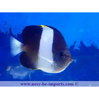 Hemitaurichthys zoster