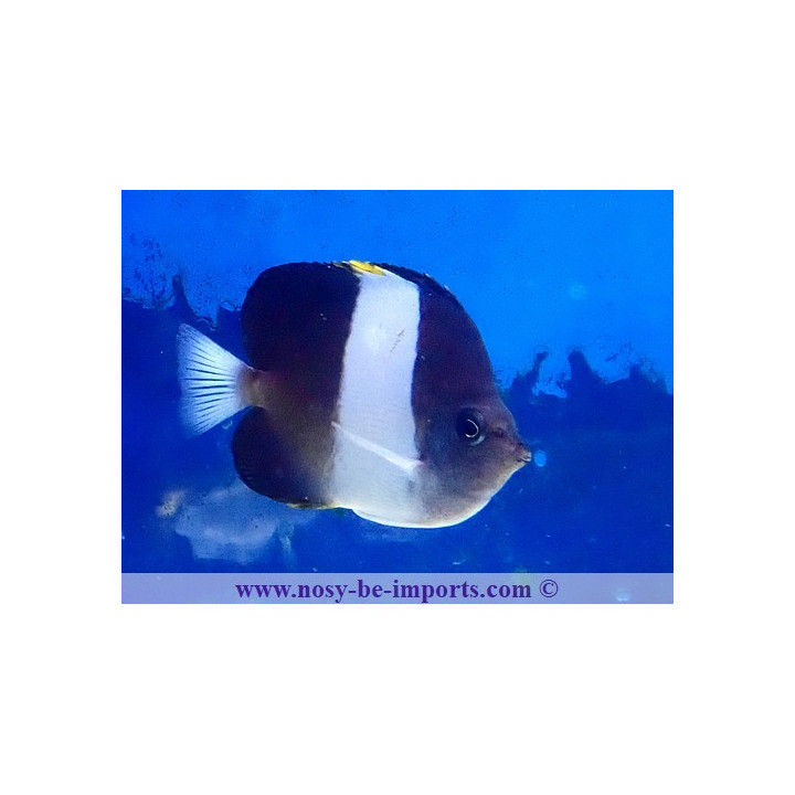 Hemitaurichthys zoster