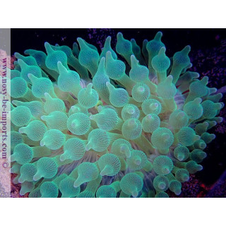 Entacmea quadricolor verte