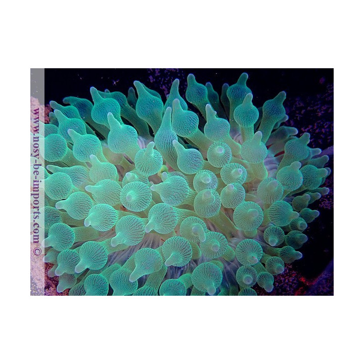Entacmea quadricolor verte