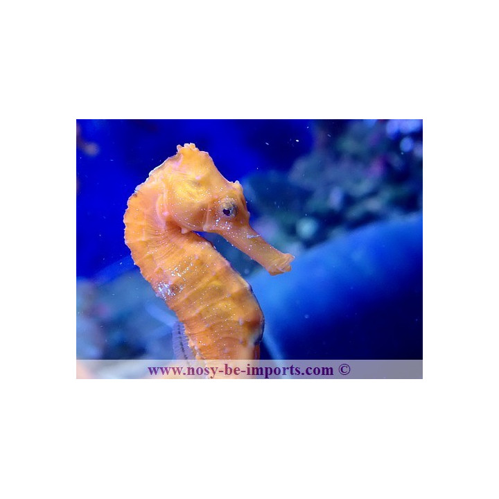 Hippocampus reidi orange