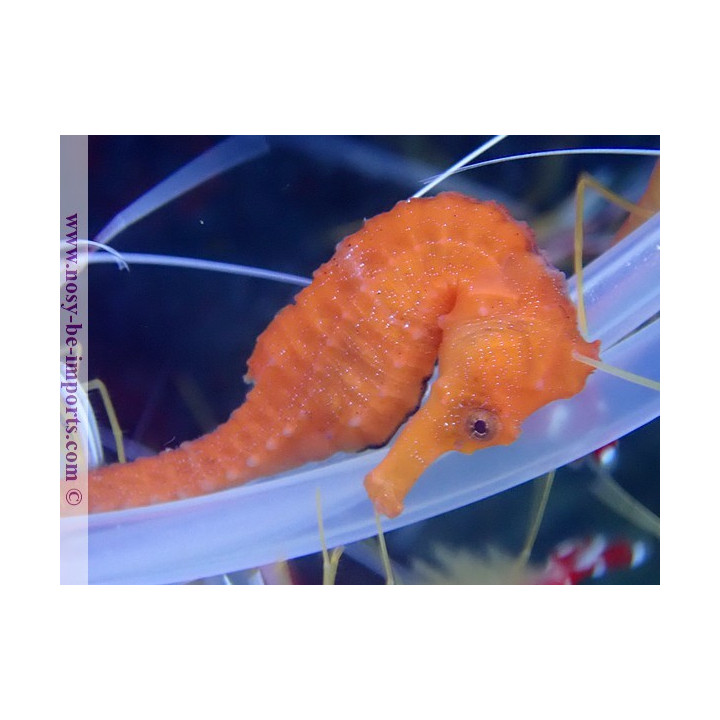 Hippocampus reidi orange