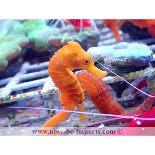 Hippocampus reidi orange