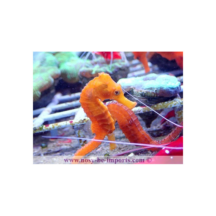 Hippocampus reidi orange