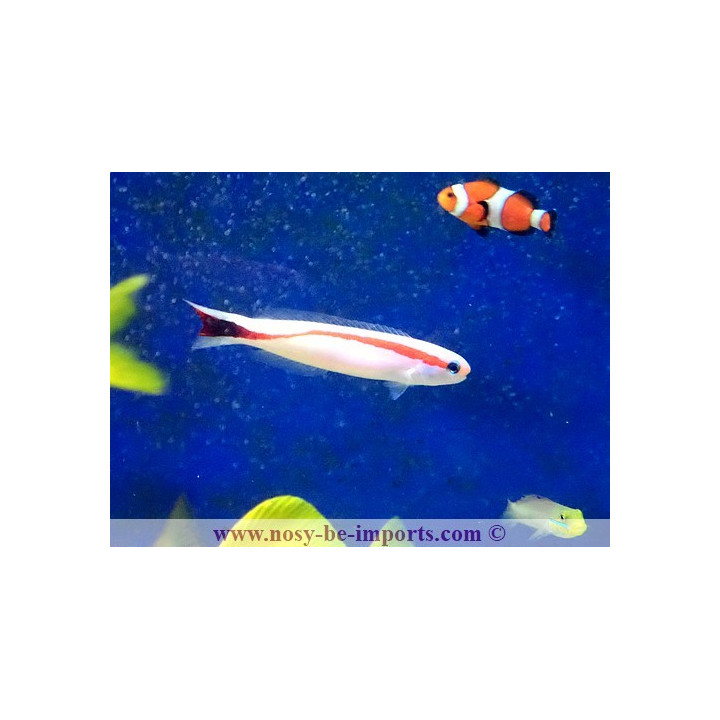 Hoplolatilus marcosi