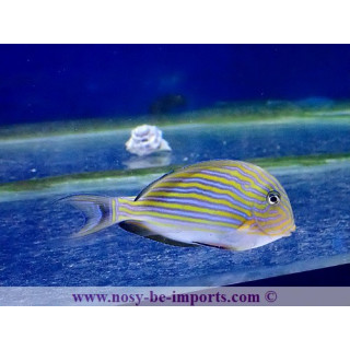 Acanthurus lineatus